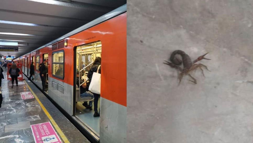 Alacranes y cucarachas salen en el Metro de la CDMX tras el caso de los pinchazos Alacranes y cucarachas salen en el Metro de la CDMX tras el caso de los pinchazos