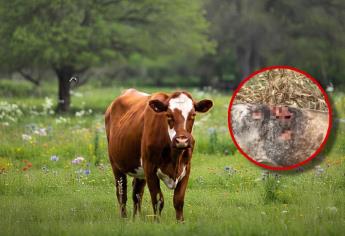Así es como luce un animal infectado por el gusano barrenador | VIDEO