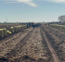 Jornaleros agrícolas no quieren trabajar en Sinaloa Jornaleros agrícolas no quieren trabajar en Sinaloa