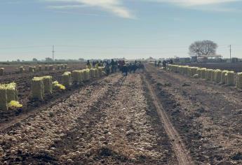 Jornaleros agrícolas no quieren trabajar en Sinaloa