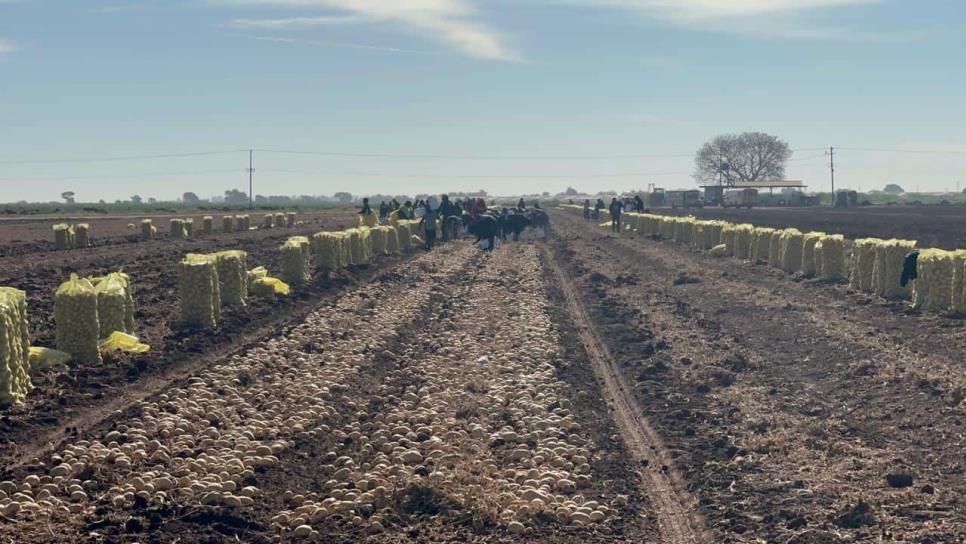 Jornaleros agrícolas no quieren trabajar en Sinaloa Jornaleros agrícolas no quieren trabajar en Sinaloa
