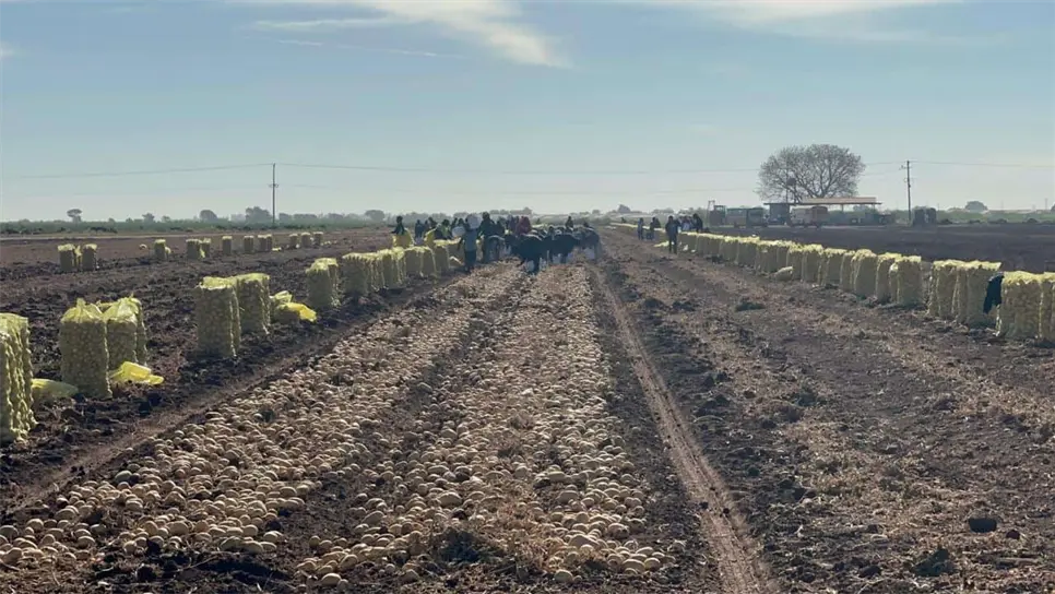 Los jornaleros tienen miedo de trabajar en el Valle de Culiacán. (FOTO: Temática).