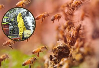 Alarma en Sinaloa por desaparición del 30% de las abejas