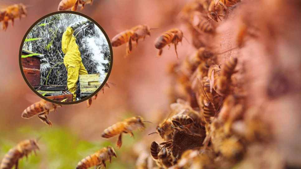 Alarma en Sinaloa por desaparición del 30% de las abejas Alarma en Sinaloa por desaparición del 30% de las abejas