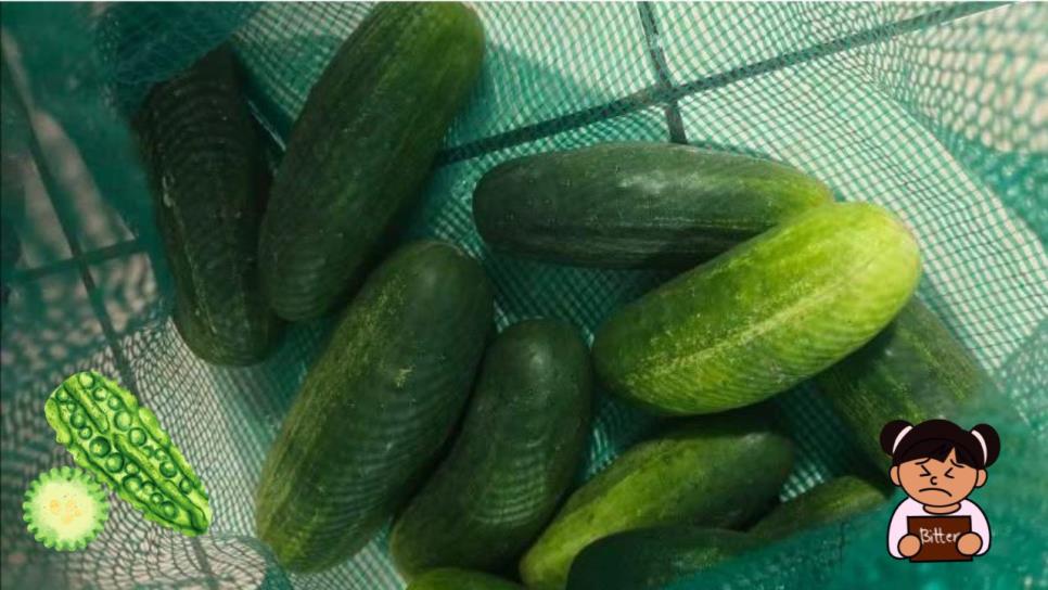 ¿Te salió amargo el pepino del ceviche?, Aquí te decimos por qué está saliendo así ¿Te salió amargo el pepino del ceviche?, Aquí te decimos por qué está saliendo así