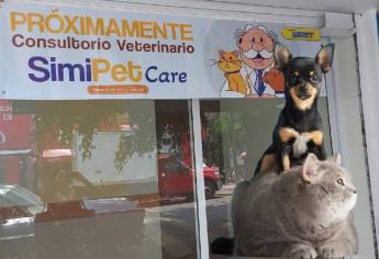 SimiPet Care: ¿Cuánto cobrarían las veterinarias del Doctor Simi?