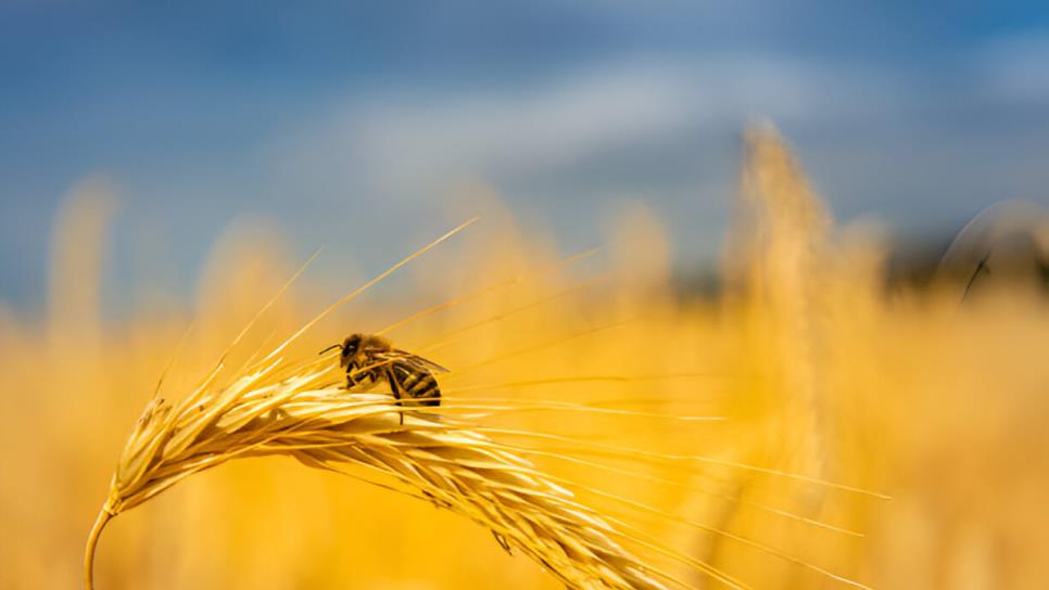 La abeja, una aliada vital para la agricultura en Sinaloa La abeja, una aliada vital para la agricultura en Sinaloa
