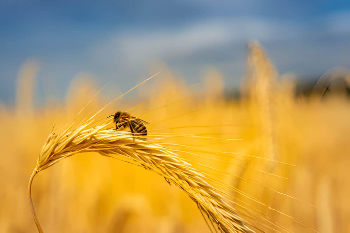 La abeja, una aliada vital para la agricultura en Sinaloa