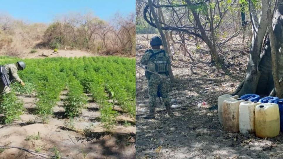 Fuerzas federales aseguran 3 áreas de concentración para la elaboración de drogas y un plantío de marihuana, en Cosalá Fuerzas federales aseguran 3 áreas de concentración para la elaboración de drogas y un plantío de marihuana, en Cosalá