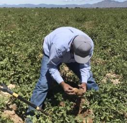 ¿Por qué los jornaleros agrícolas ya no quieren trabajar en Sinaloa? Los invade el miedo ¿Por qué los jornaleros agrícolas ya no quieren trabajar en Sinaloa? Los invade el miedo