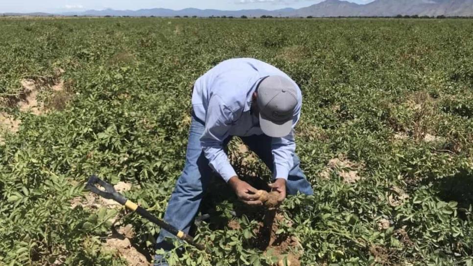 ¿Por qué los jornaleros agrícolas ya no quieren trabajar en Sinaloa? Los invade el miedo ¿Por qué los jornaleros agrícolas ya no quieren trabajar en Sinaloa? Los invade el miedo