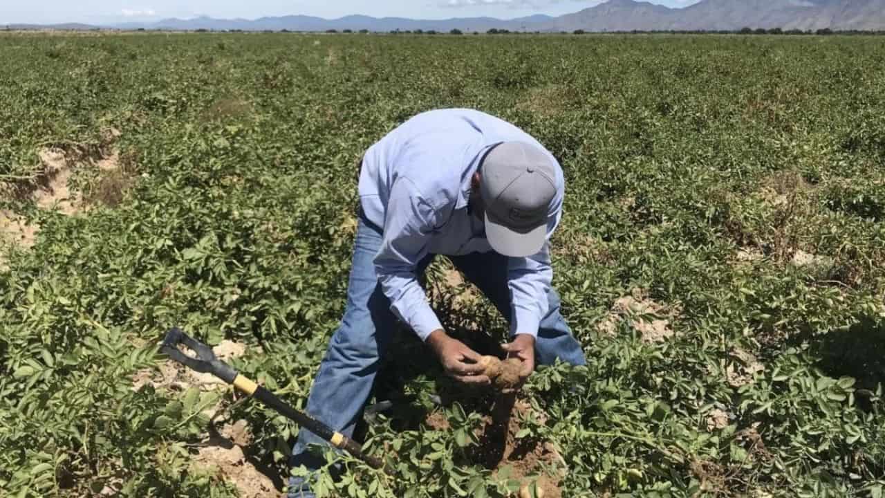 Los productores agrícolas enviaron una carta al gobernador de Sinaloa preguntando, ¿Cómo ayudamos?, para buscar resolver este problema y sumar esfuerzos para mitigar el impacto de la violencia en la agricultura