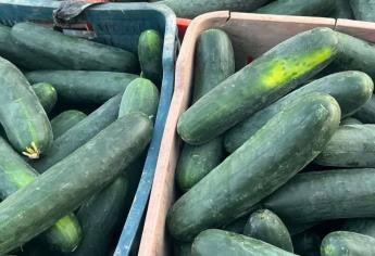 ¿Cuánto cuesta el kilo de pepino en Mazatlán? Una de las verduras primordiales para el ceviche