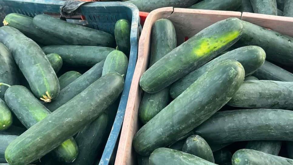 ¿Cuánto cuesta el kilo de pepino en Mazatlán? Una de las verduras primordiales para el ceviche ¿Cuánto cuesta el kilo de pepino en Mazatlán? Una de las verduras primordiales para el ceviche
