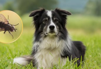 Detectan casos de gusano barrenador en perros