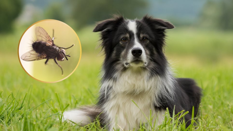 Detectan casos de gusano barrenador en perros Detectan casos de gusano barrenador en perros