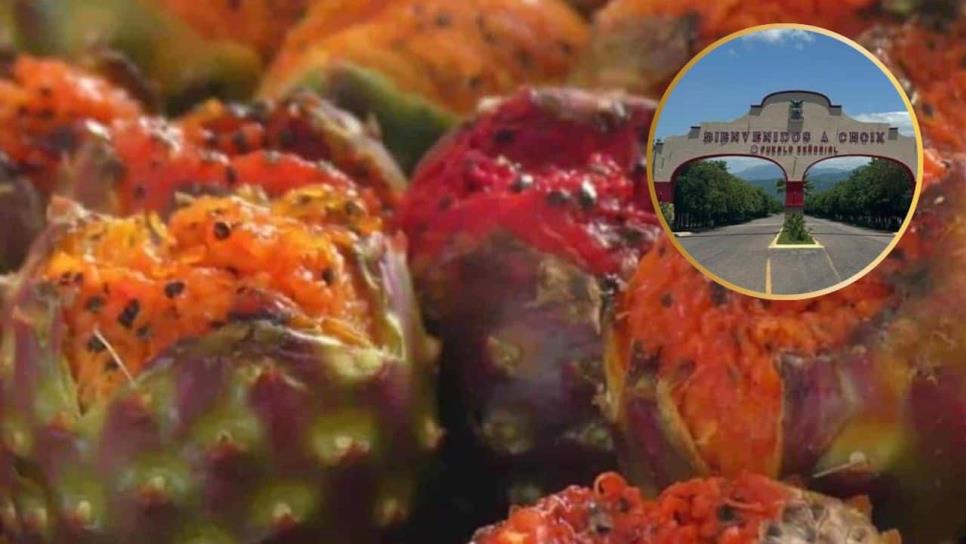 Pitahayas de Choix; ¿Ya inició la temporada de este dulce manjar? Pitahayas de Choix; ¿Ya inició la temporada de este dulce manjar?