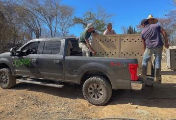 Trasladan a 700 animales de Culiacán a Mazatlán por cierre del Santuario Ostok
