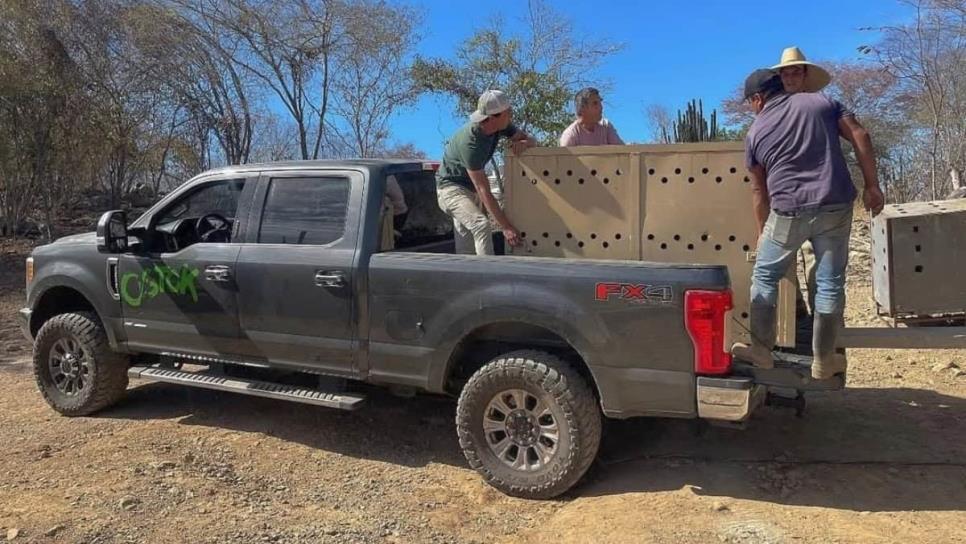 Trasladan a 700 animales de Culiacán a Mazatlán por cierre del Santuario Ostok Trasladan a 700 animales de Culiacán a Mazatlán por cierre del Santuario Ostok