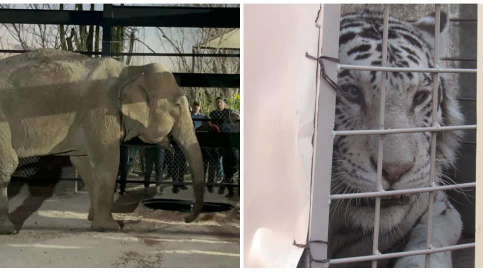 ¿Cuándo abre sus puertas Bioparc El Encanto? El nuevo santuario animal de Mazatlán ¿Cuándo abre sus puertas Bioparc El Encanto? El nuevo santuario animal de Mazatlán