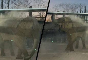 Se bañó de arena y comió coricos; así fue la llegada de Bireki a Mazatlán | VIDEO