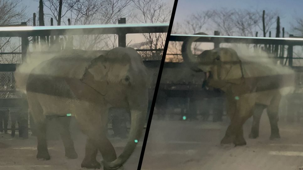 Se bañó de arena y comió coricos; así fue la llegada de Bireki a Mazatlán | VIDEO Se bañó de arena y comió coricos; así fue la llegada de Bireki a Mazatlán | VIDEO