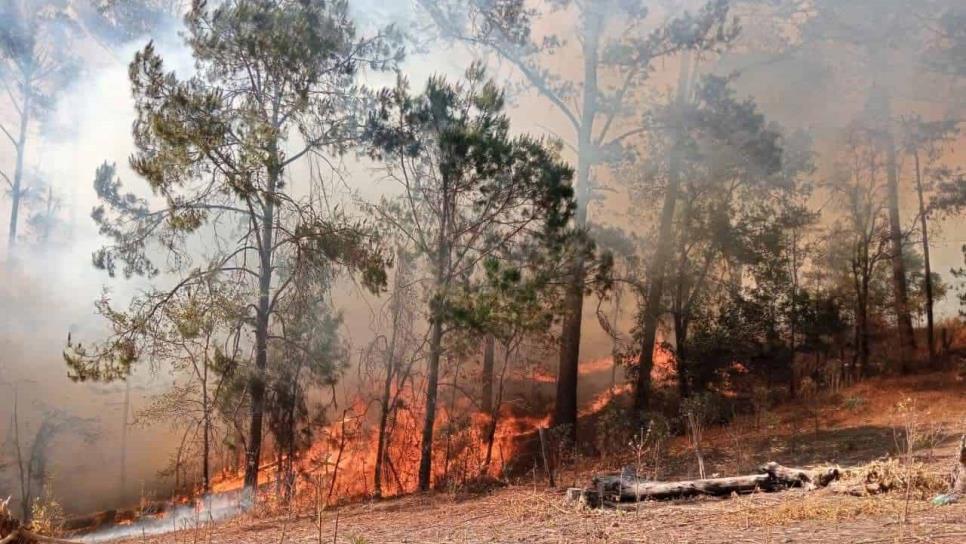 Fuerte incendio forestal consume gran parte de la sierra de Concordia Fuerte incendio forestal consume gran parte de la sierra de Concordia