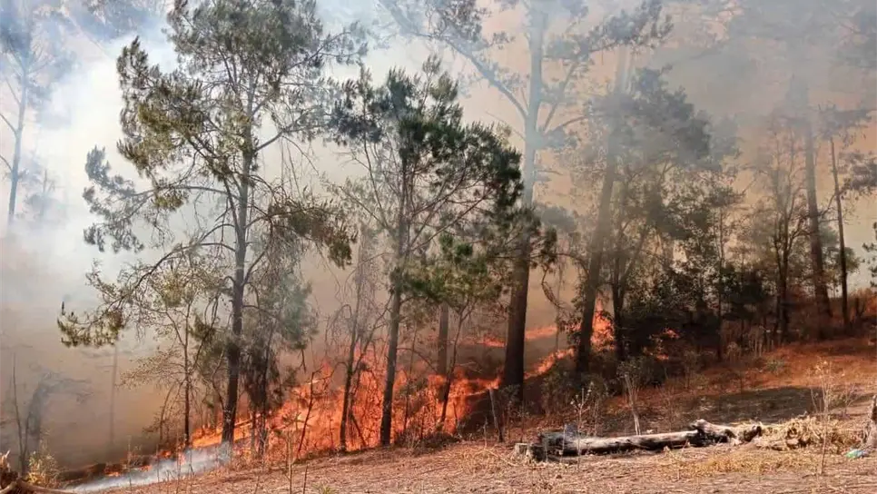 Miles de árboles han quedado expuestos a las intensas llamas. (FOTO: Facebook / Yamileth CM).