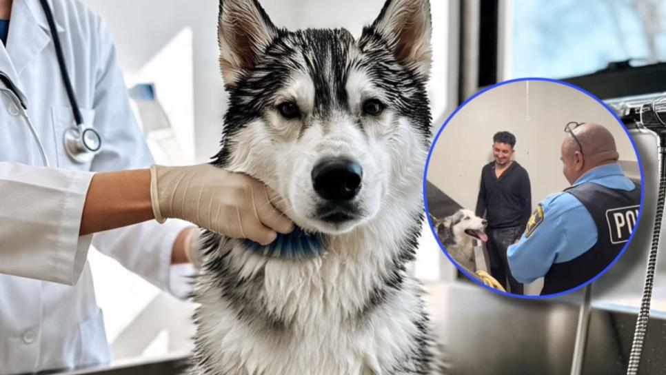 Confunden a perro Husky con víctima de tortura por sus aullidos en veterinaria, llegó hasta la policía | VIDEO Confunden a perro Husky con víctima de tortura por sus aullidos en veterinaria, llegó hasta la policía | VIDEO