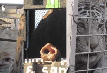 Así es Bioparc El Encanto, el nuevo santuario de la vida animal en Mazatlán ¿Cómo llegar?