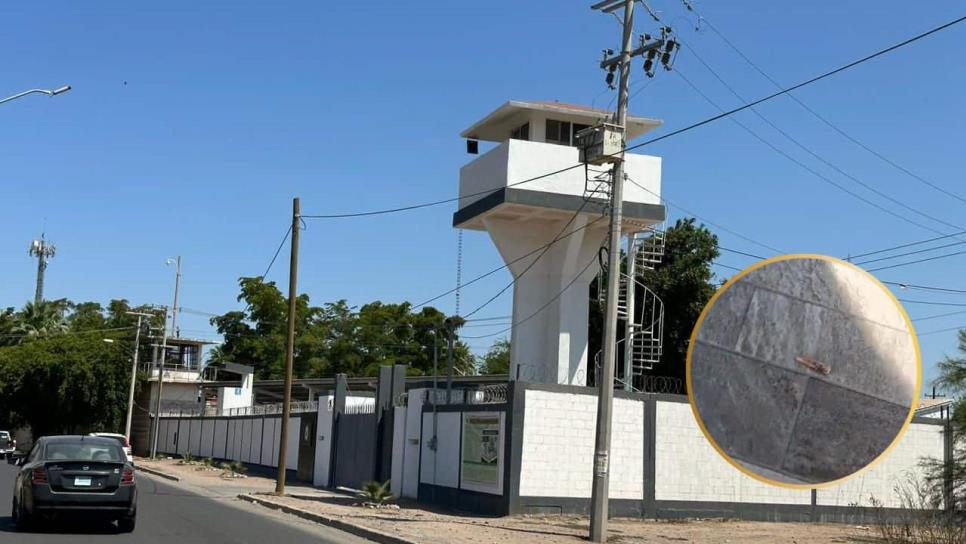Reportan ráfaga de arma larga afuera de la Guardia Nacional en Los Mochis; sin reporte oficial Reportan ráfaga de arma larga afuera de la Guardia Nacional en Los Mochis; sin reporte oficial