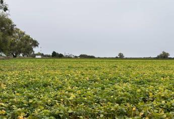 Fundación Produce Sinaloa busca cultivos resistentes a la sequía y baja demanda de agua