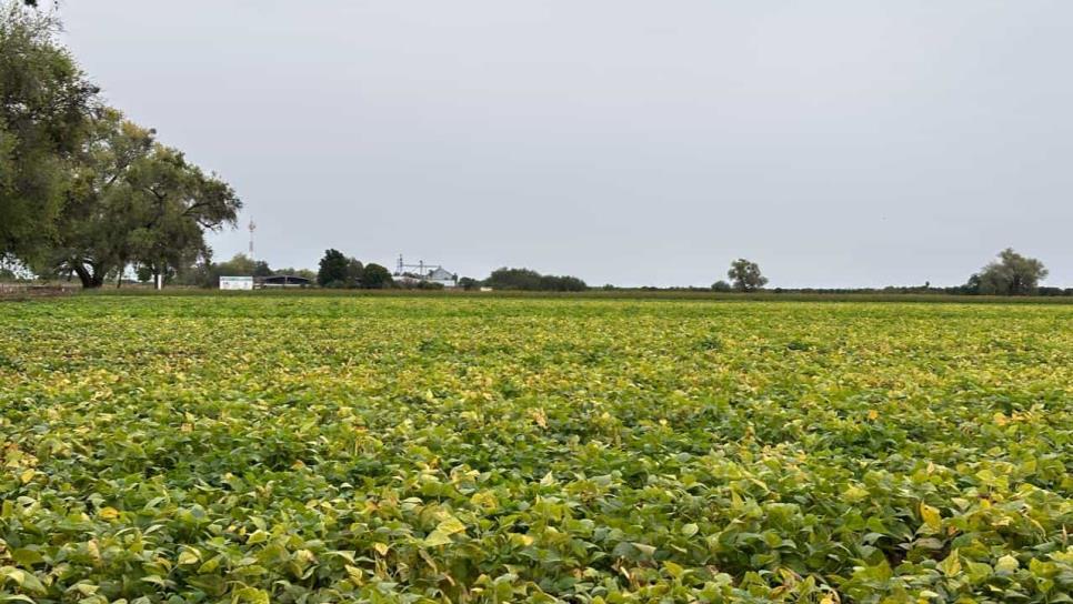 Fundación Produce Sinaloa busca cultivos resistentes a la sequía y baja demanda de agua Fundación Produce Sinaloa busca cultivos resistentes a la sequía y baja demanda de agua