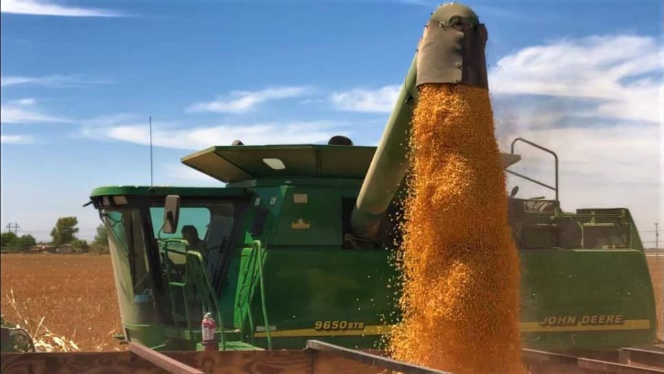 Cae el precio del maíz en Sinaloa a $5,800 pesos por tonelada Cae el precio del maíz en Sinaloa a $5,800 pesos por tonelada