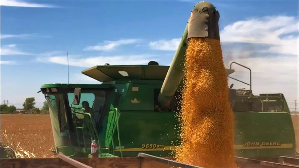 Cae el precio del maíz en Sinaloa a $5,800 pesos por tonelada