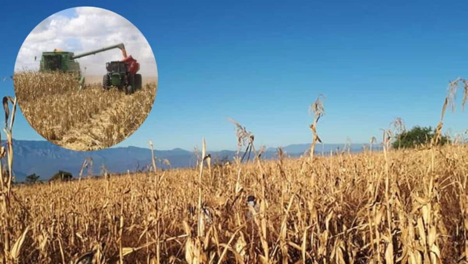 El maíz sube, pero la tendencia sigue siendo bajista: ¿por qué el precio no despega? El maíz sube, pero la tendencia sigue siendo bajista: ¿por qué el precio no despega?