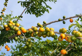 Temporada de Ciruelas en Sinaloa; ¿conoces los beneficios de este delicioso fruto?