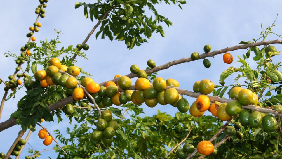 Temporada de Ciruelas en Sinaloa; ¿conoces los beneficios de este delicioso fruto? Temporada de Ciruelas en Sinaloa; ¿conoces los beneficios de este delicioso fruto?