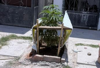 Árboles, flores y ¿marihuana? Vecinos denuncian planta ilegal al exterior de un domicilio en Los Mochis