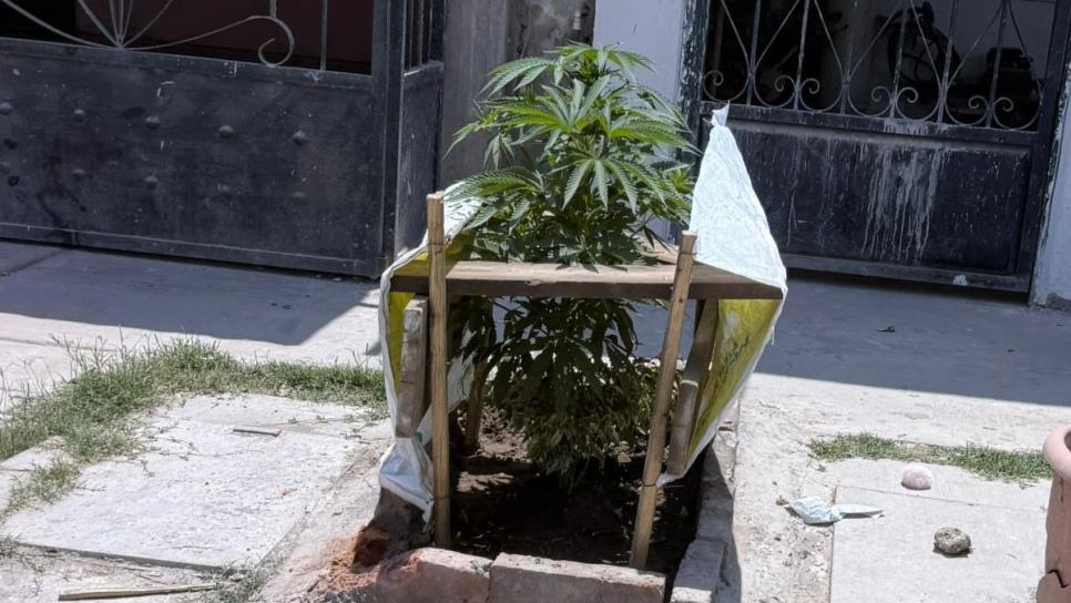 Árboles, flores y ¿marihuana? Vecinos denuncian planta ilegal al exterior de un domicilio en Los Mochis Árboles, flores y ¿marihuana? Vecinos denuncian planta ilegal al exterior de un domicilio en Los Mochis