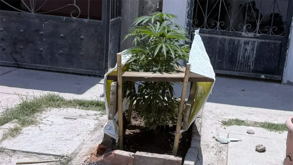 La planta se encuentra a la vista y alcance de todos. (FOTO: Rita Sánchez).