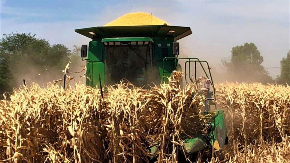 ¡Productores le pierden al maíz! Los 6 mil 200 son suficientes: Miguel Ángel Miranda ¡Productores le pierden al maíz! Los 6 mil 200 son suficientes: Miguel Ángel Miranda