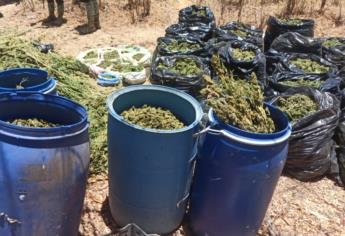 Aseguran bolsas y tambos con presunta mariguana en diferentes poblados de Culiacán