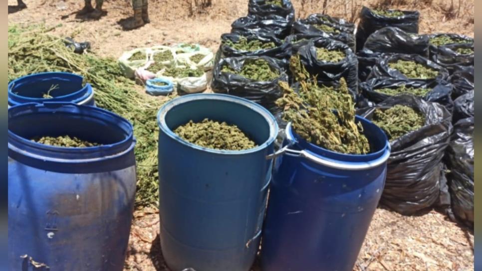 Aseguran bolsas y tambos con presunta mariguana en diferentes poblados de Culiacán Aseguran bolsas y tambos con presunta mariguana en diferentes poblados de Culiacán