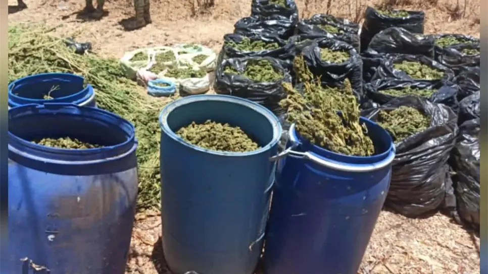 Aseguran bolsas y tambos con presunta mariguana en diferentes poblados de Culiacán