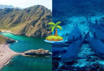 Isla Tiburón un espectacular santuario natural, muy cerca de Sinaloa