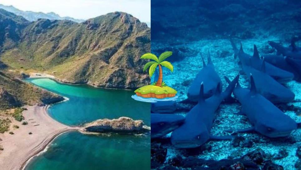Isla Tiburón un espectacular santuario natural, muy cerca de Sinaloa Isla Tiburón un espectacular santuario natural, muy cerca de Sinaloa