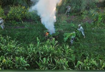 Localizan y destruyen plantío de mariguana en El Dique, Culiacán