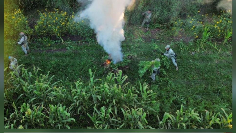 Localizan y destruyen plantío de mariguana en El Dique, Culiacán Localizan y destruyen plantío de mariguana en El Dique, Culiacán