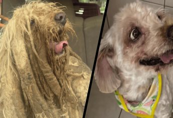 La historia de Soñador, un perrito rescatado que tenía 5 kilos de pelaje